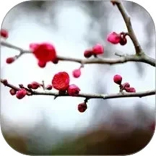 梅花易数笔记 梅花易数笔记