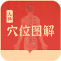 人体穴位图解 人体穴位图解