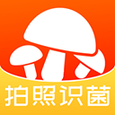 菌窝子蘑菇识别